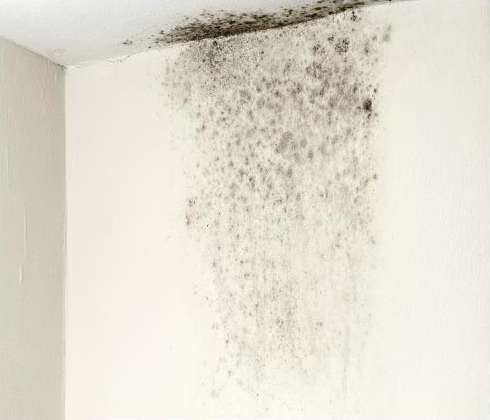 Photo of a moldy wall