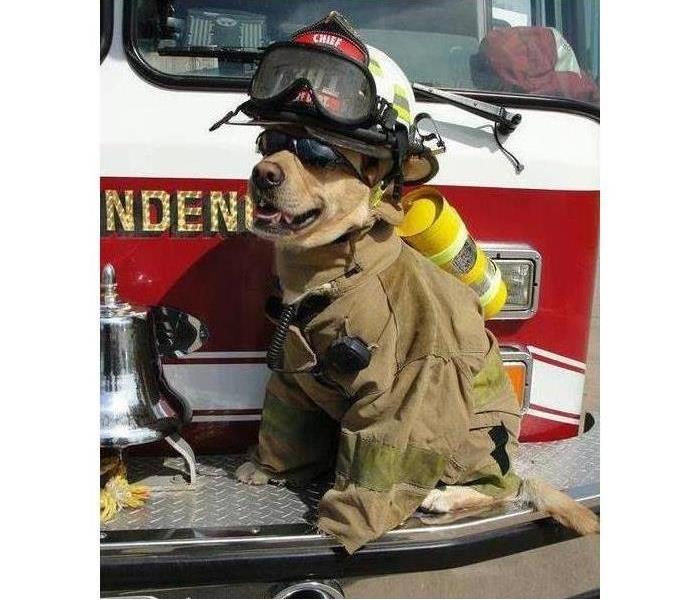Photo of a dog wearing a fireman's outfit